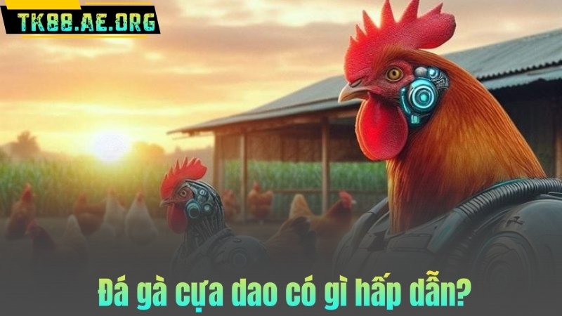 Đá gà cựa dao có gì hấp dẫn?