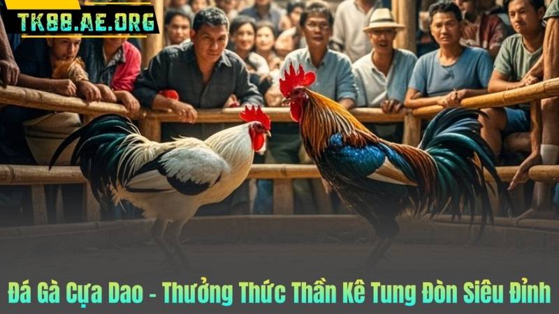 Đá Gà Cựa Dao – Thưởng Thức Thần Kê Tung Đòn Siêu Đỉnh